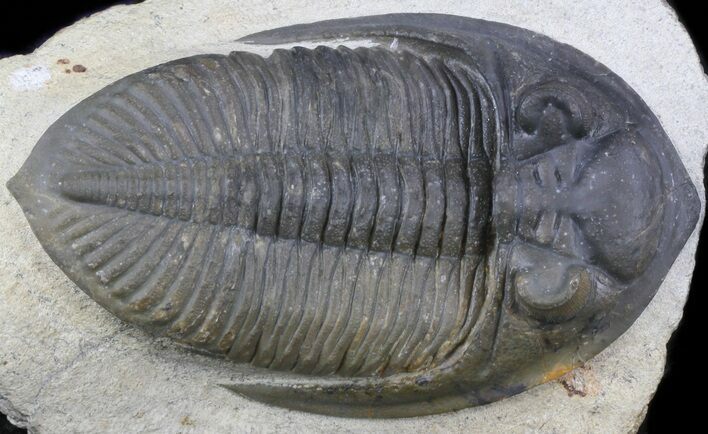 Zlichovaspis Trilobite - Great Eye Facets #36410